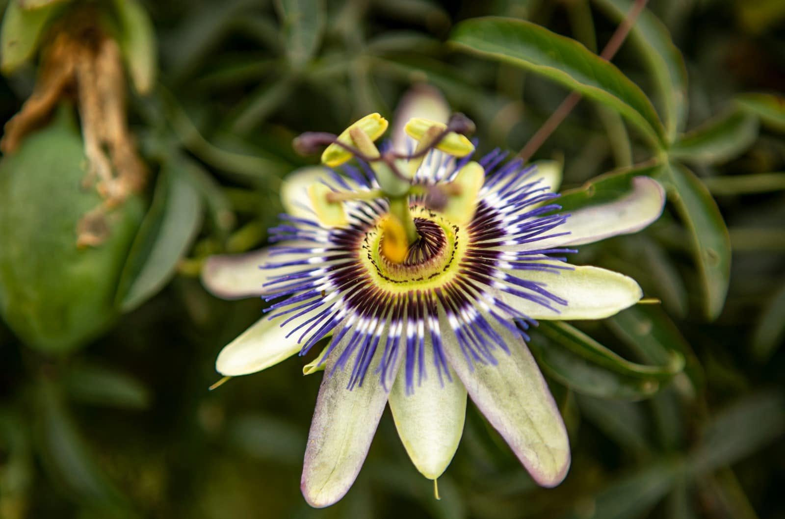 Fauna del Parque