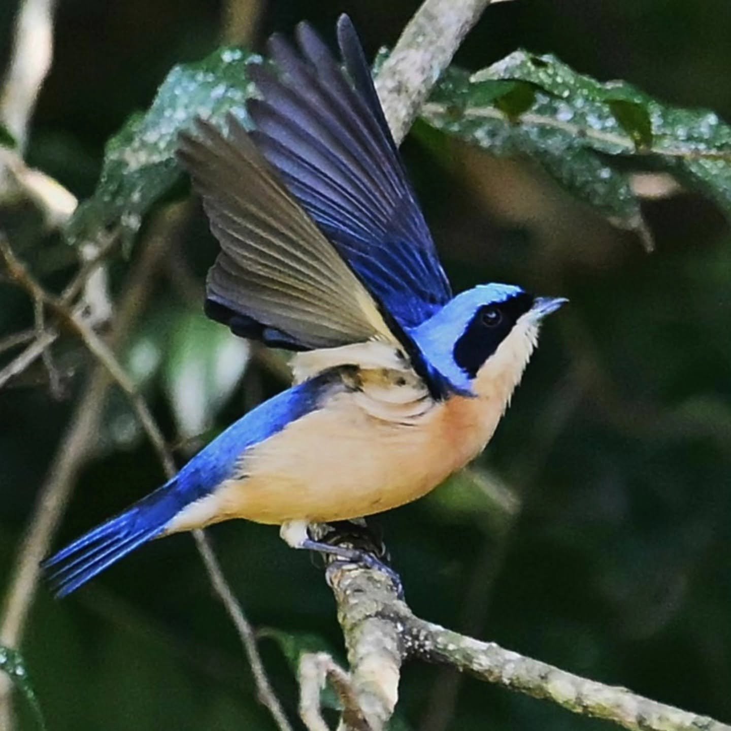 Avistaje de aves