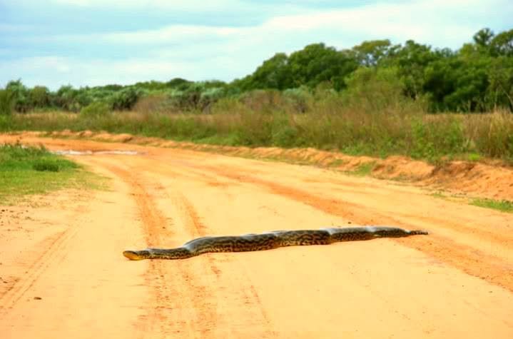 Fauna del Parque